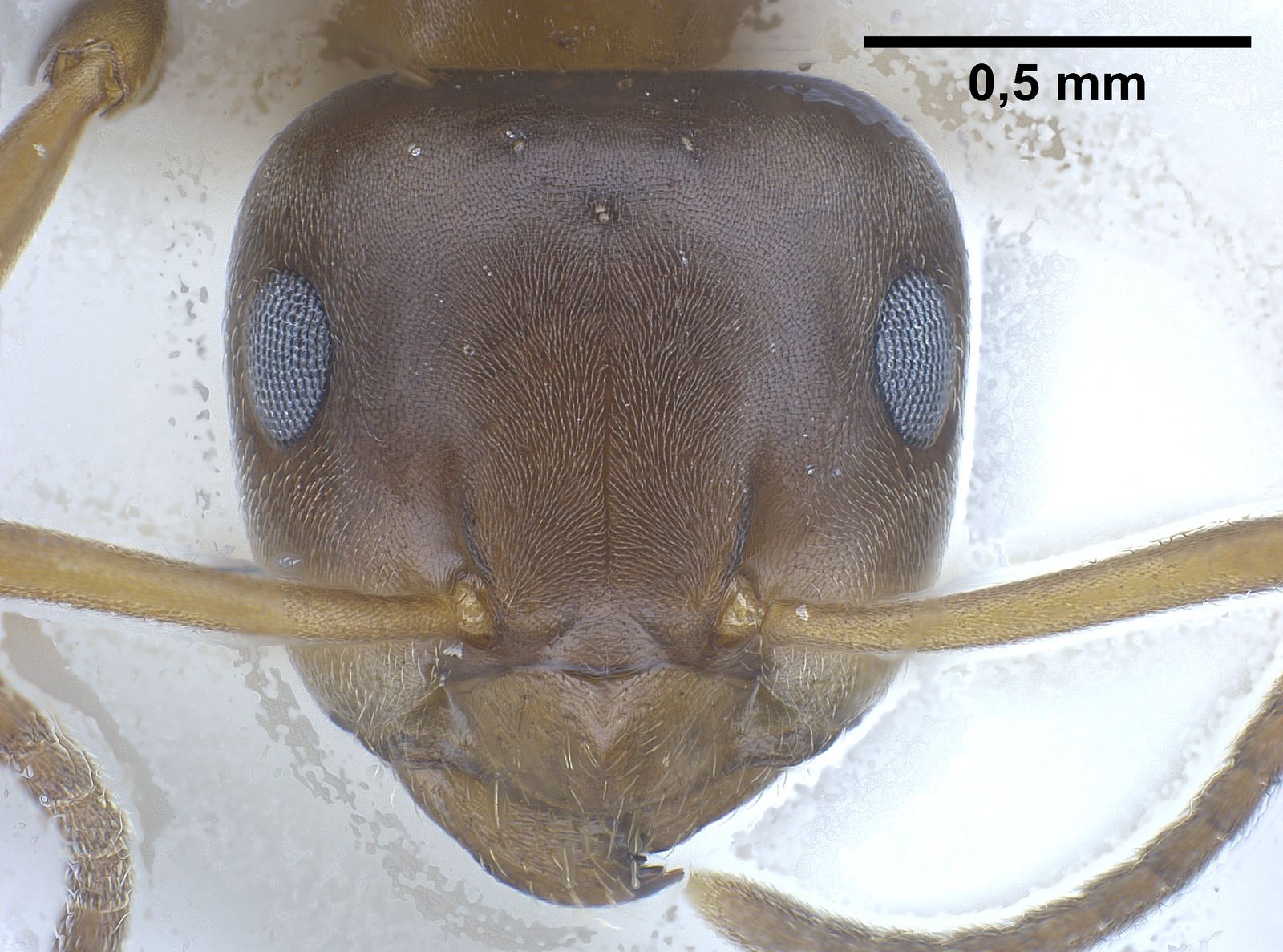 Lasius brunneus
