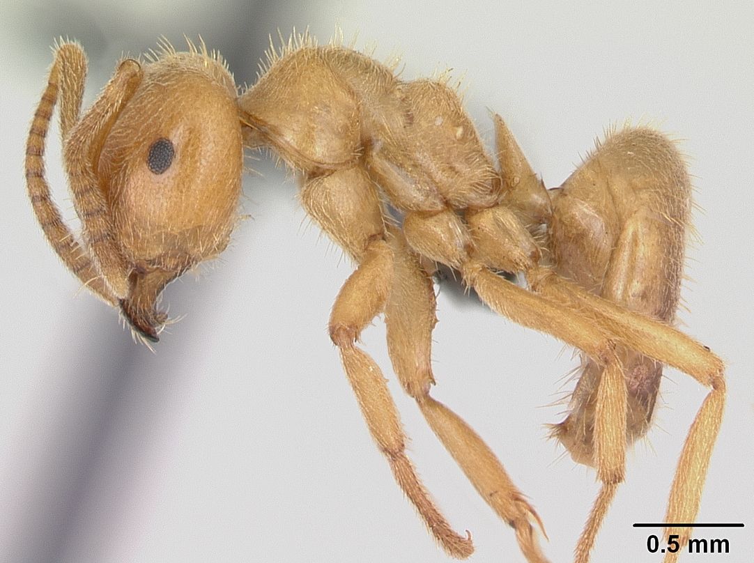 Lasius distinguendus, vista laterale (profilo)