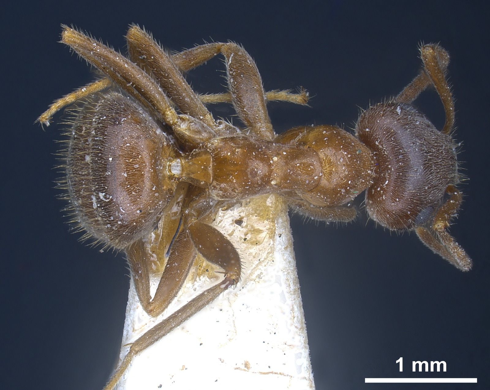 Lasius emarginatus, vista dorsale