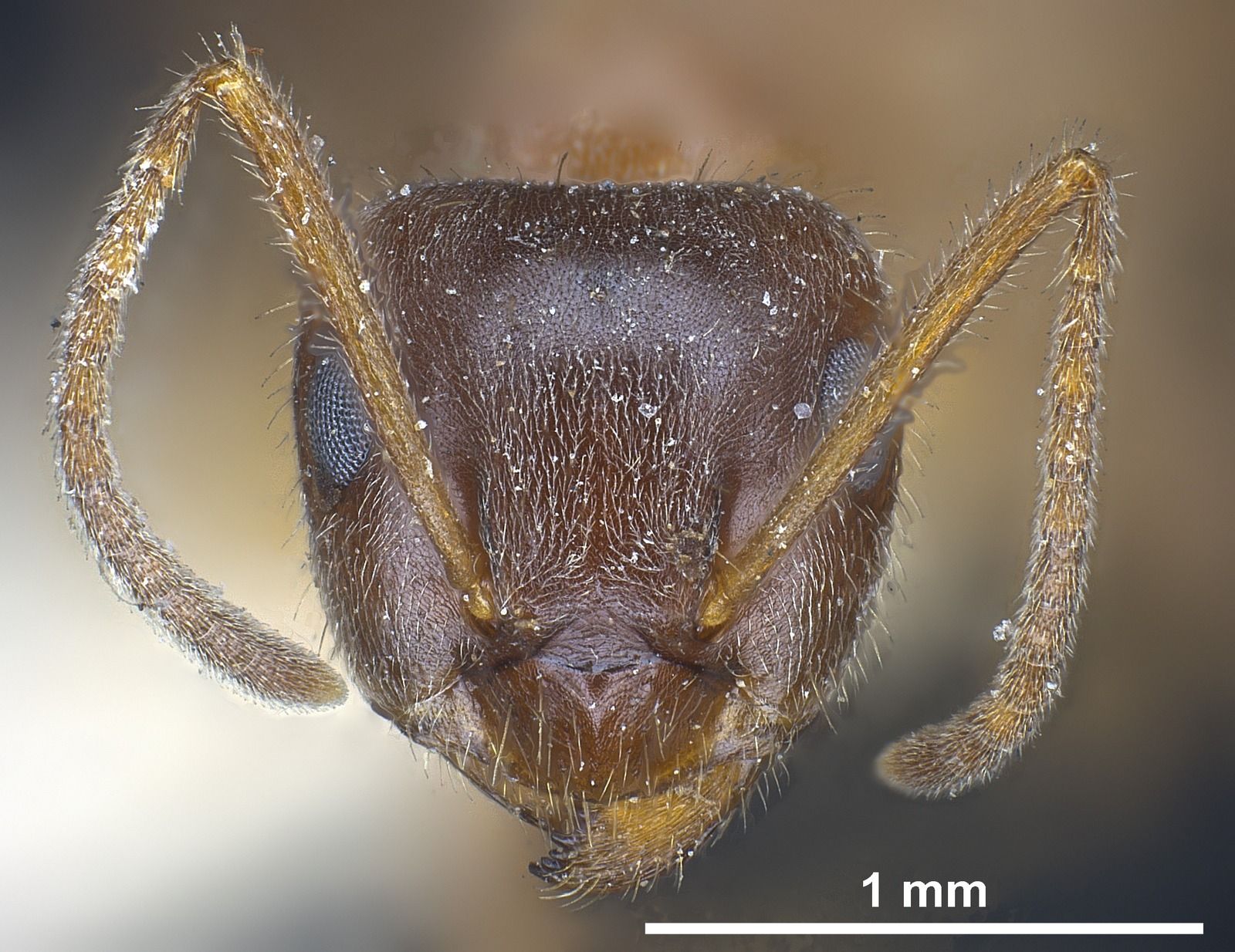 Lasius emarginatus
