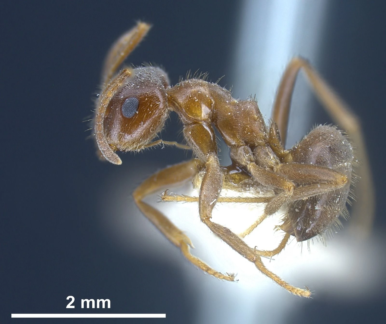 Lasius emarginatus, vista laterale (profilo)