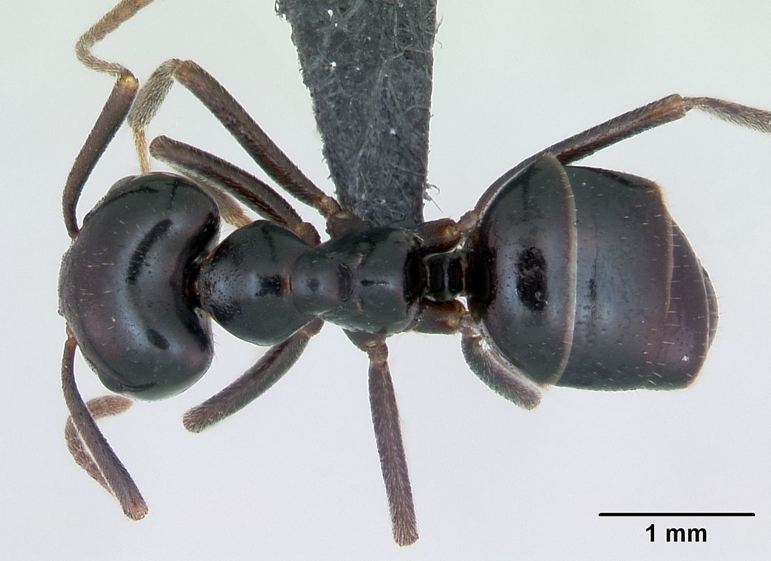 Lasius fuliginosus, vista dorsale