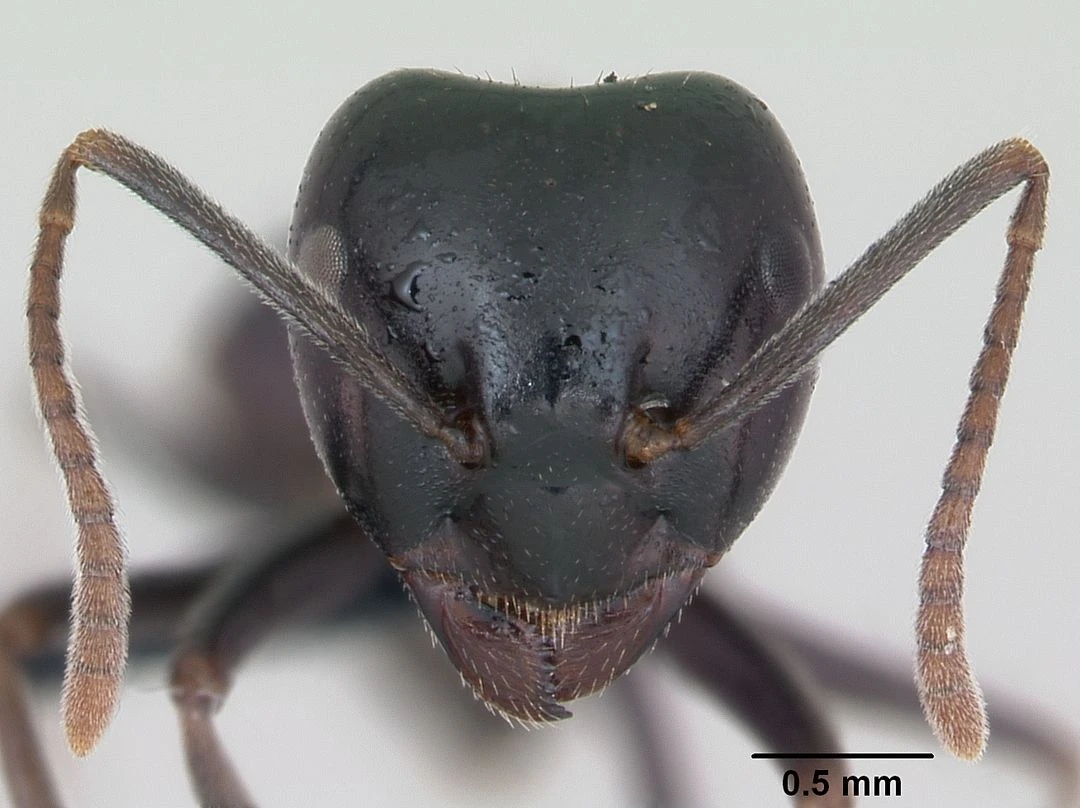 Lasius fuliginosus
