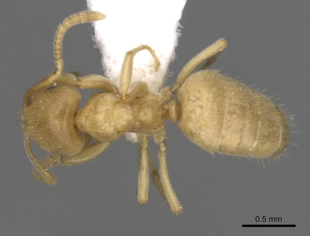 Lasius myops, vista dorsale