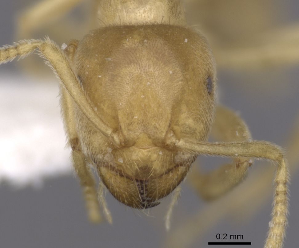 Lasius myops