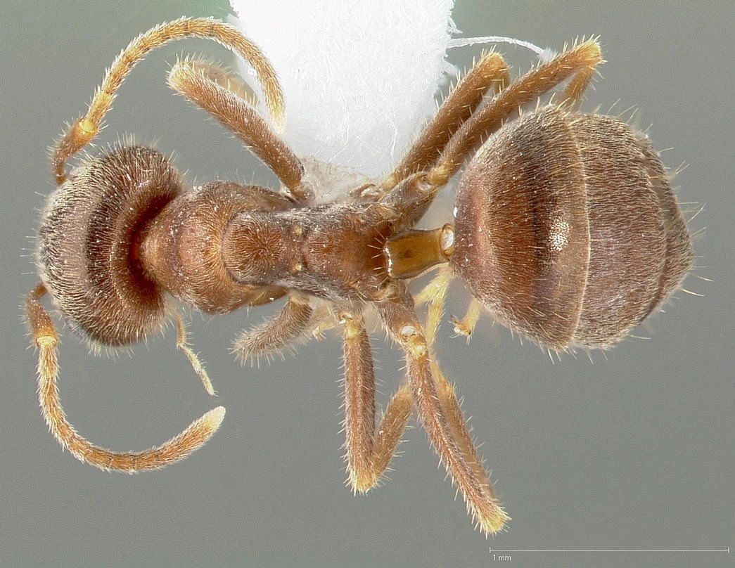 Lasius niger, vista dorsale