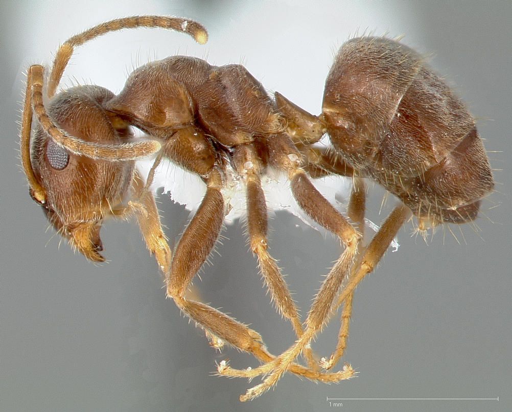 Lasius niger, vista laterale (profilo)