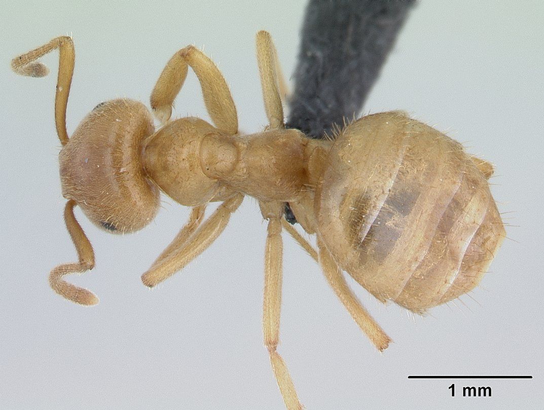 Lasius nitidigaster, vista dorsale