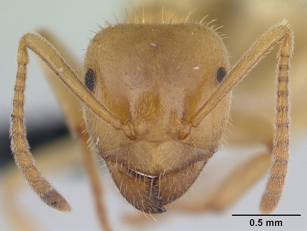 Lasius nitidigaster