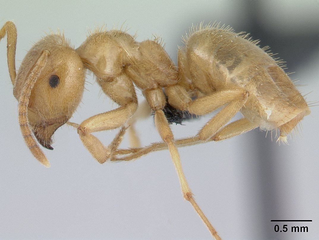 Lasius nitidigaster, vista laterale (profilo)
