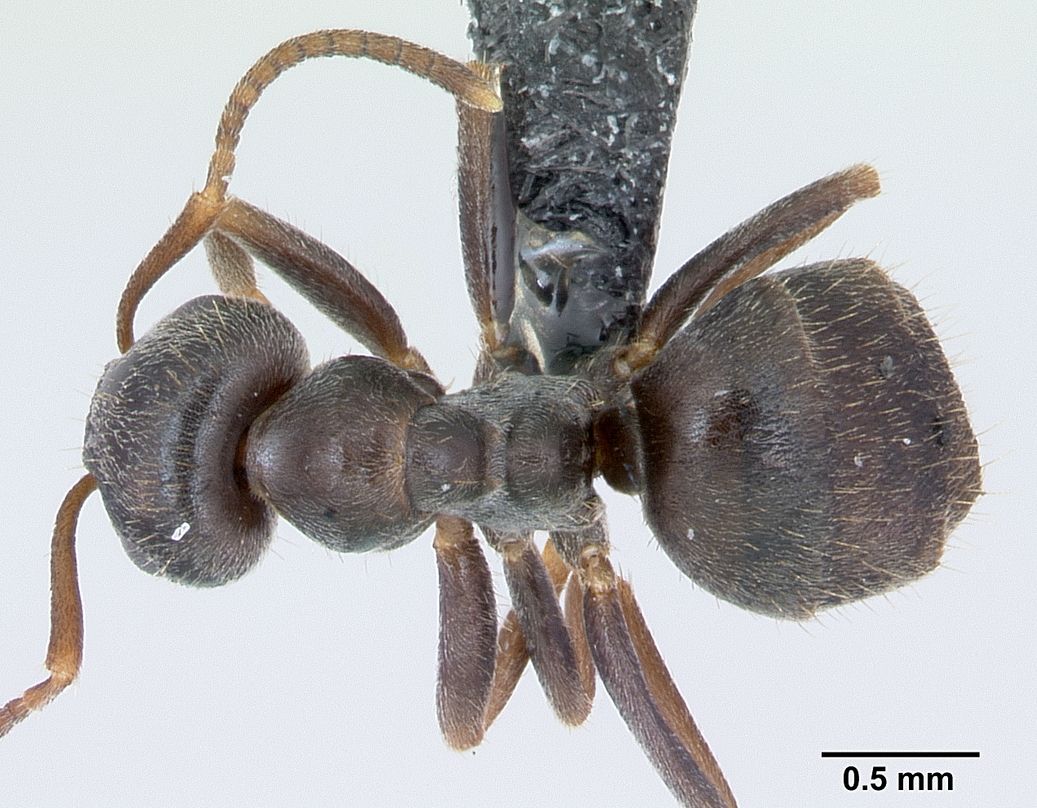 Lasius paralienus, vista dorsale