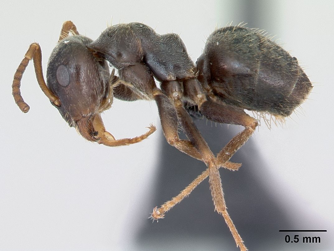 Lasius paralienus, vista laterale (profilo)