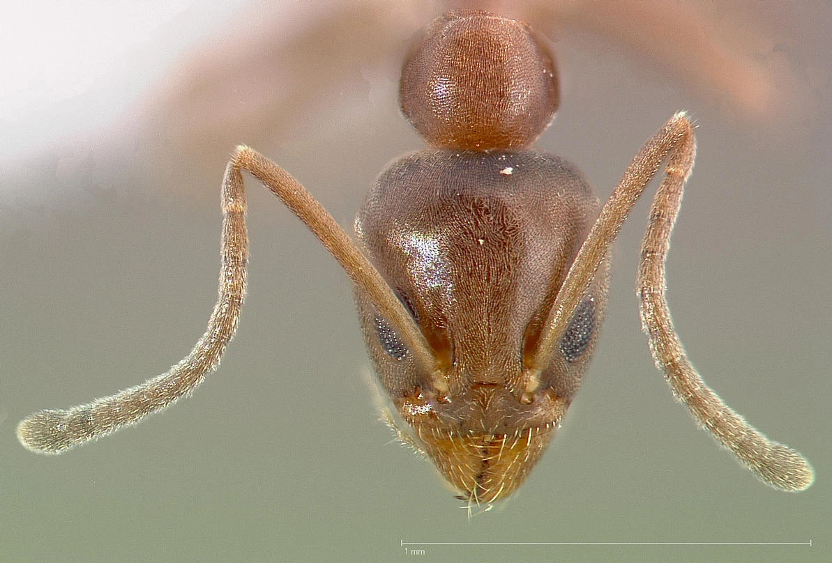 Linepithema humile