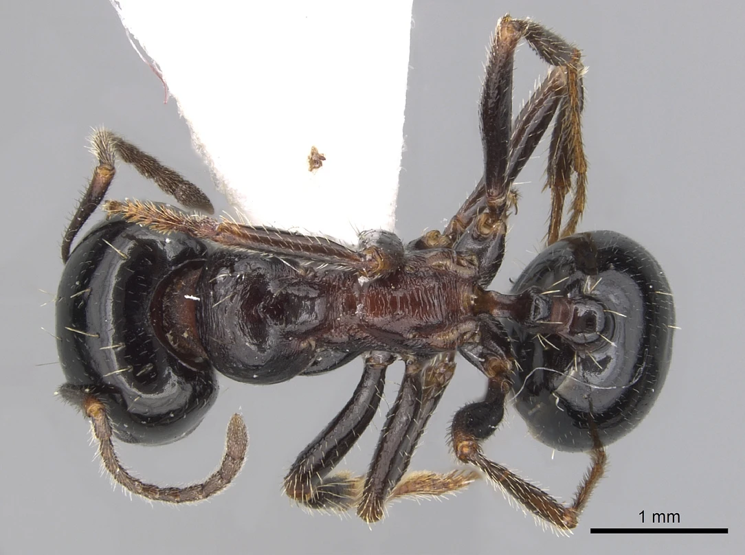 Messor meridionalis, vista dorsale