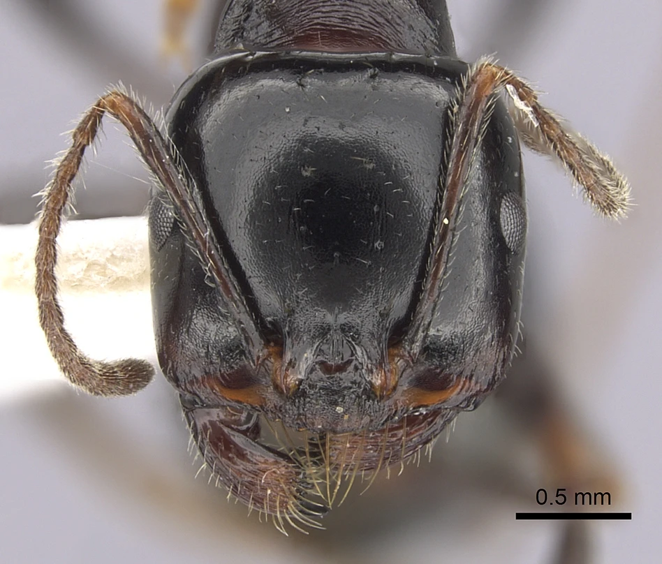 Messor meridionalis