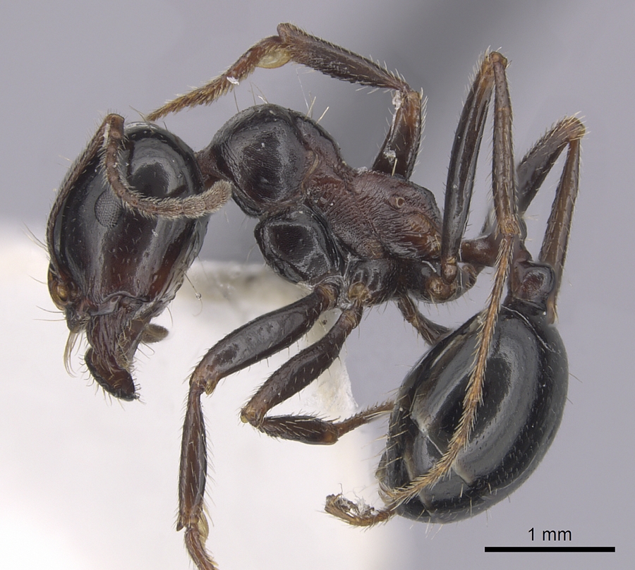 Messor meridionalis, vista laterale (profilo)