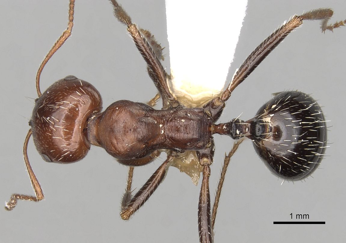 Messor minor, vista dorsale