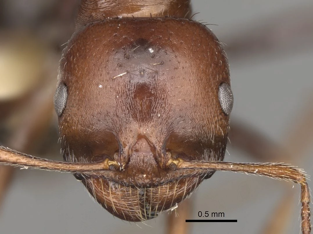 Messor minor