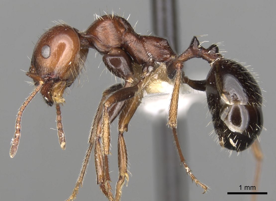 Messor minor, vista laterale (profilo)