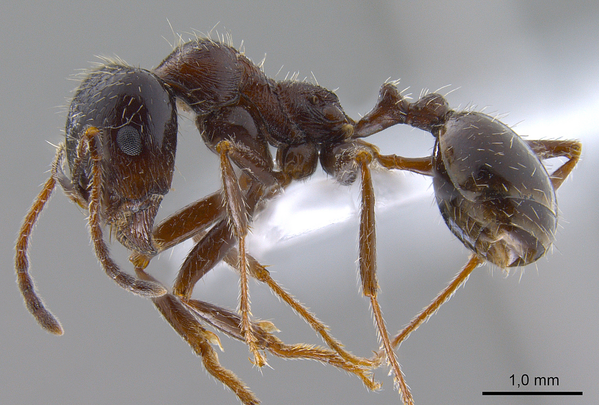 Messor structor, vista laterale (profilo)