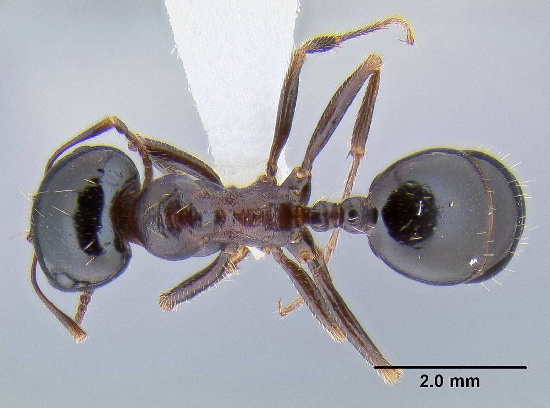 Messor wasmanni, vista dorsale