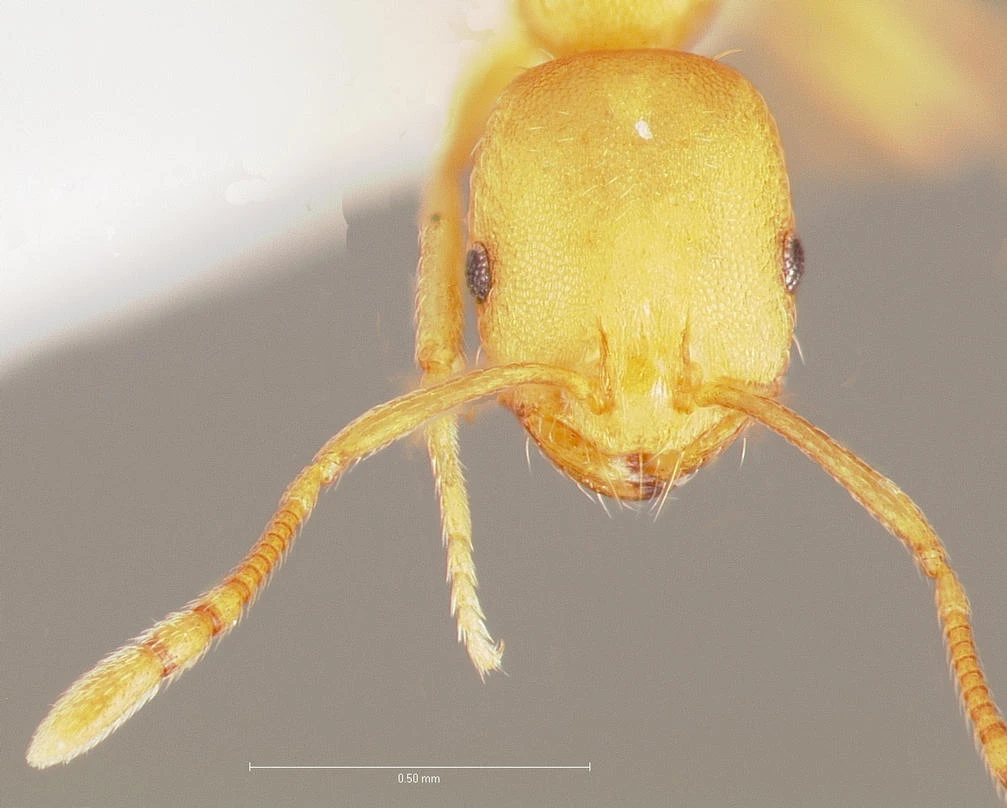 Monomorium pharaonis