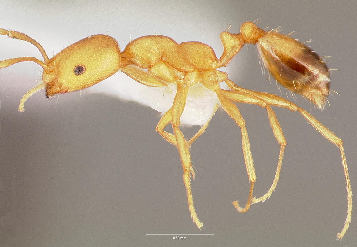 Monomorium pharaonis, vista laterale (profilo)