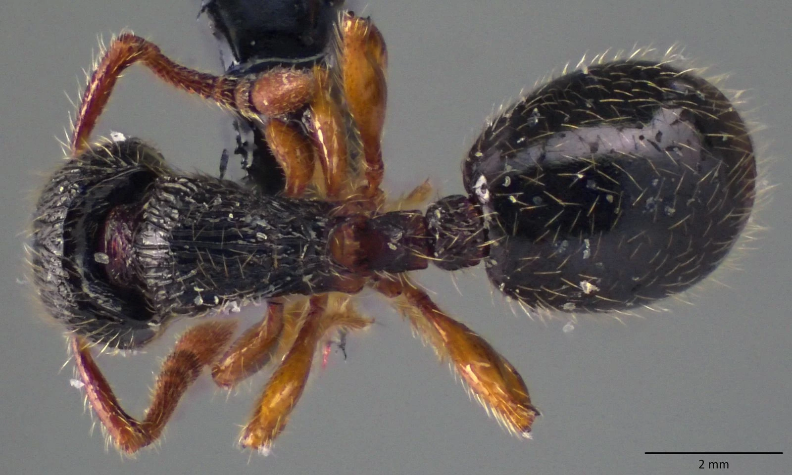 Myrmecina graminicola, vista dorsale