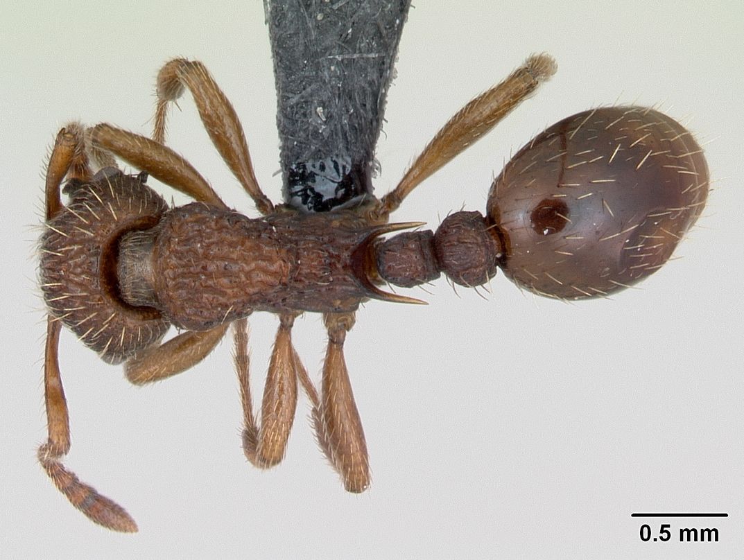 Myrmica sabuleti, vista dorsale