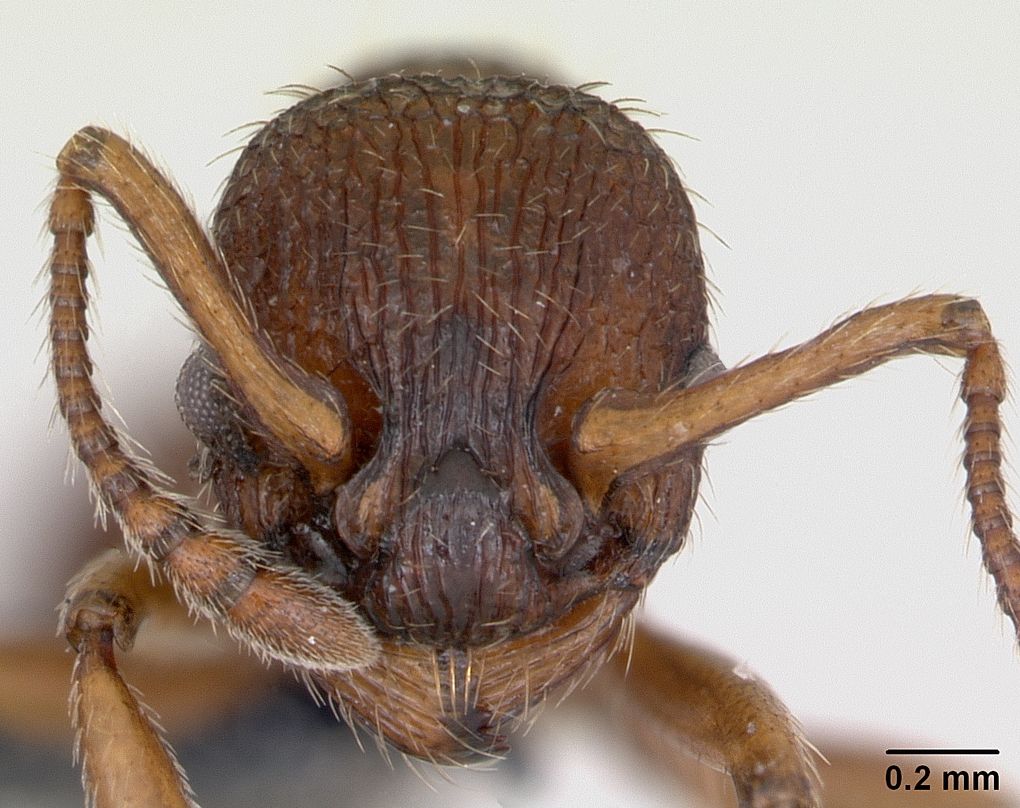 Myrmica sabuleti
