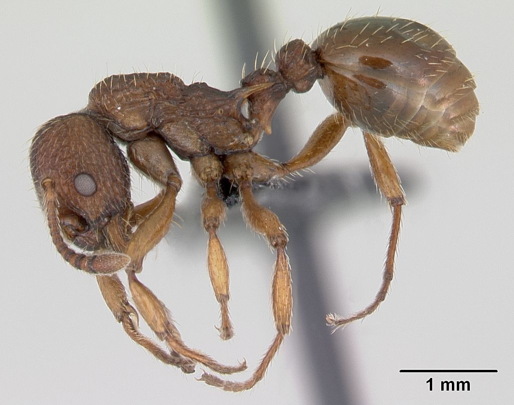 Myrmica sabuleti, vista laterale (profilo)