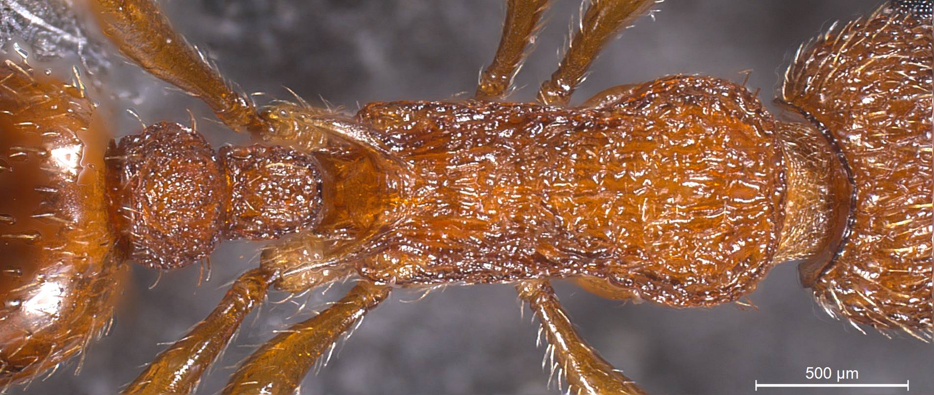 Myrmica scabrinodis, vista dorsale