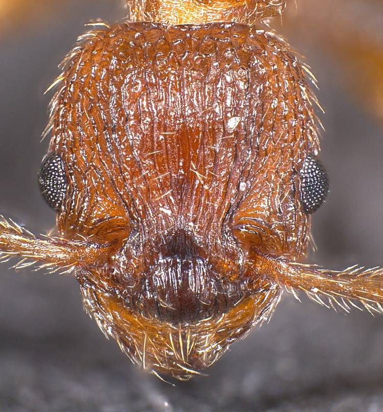 Myrmica scabrinodis