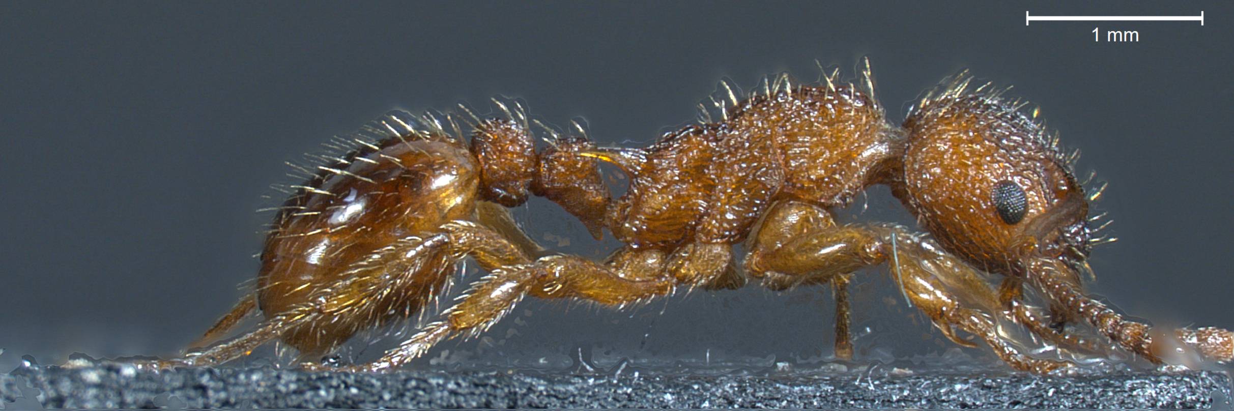 Myrmica scabrinodis, vista laterale (profilo)