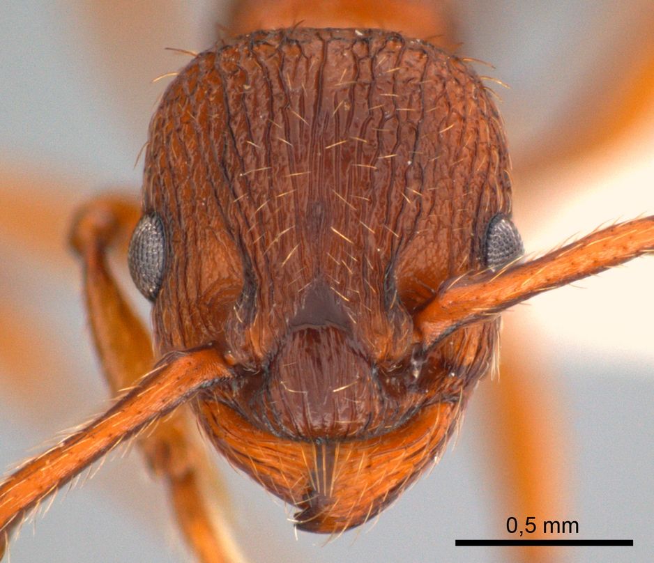 Myrmica specioides