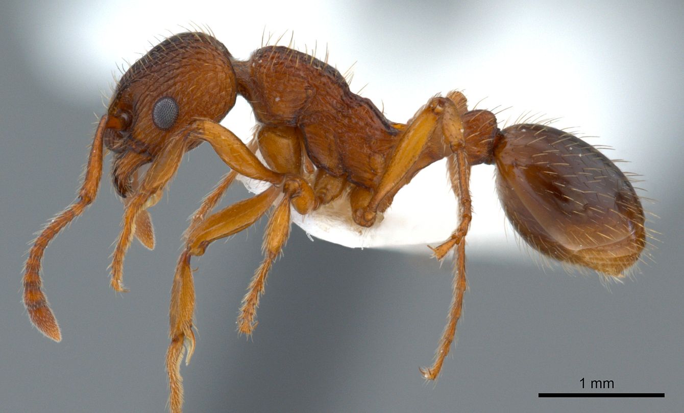 Myrmica specioides, vista laterale (profilo)
