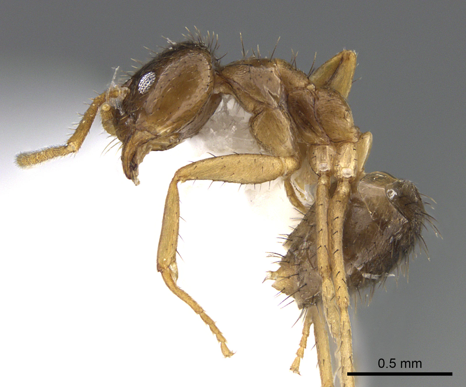 Nylanderia jaegerskioeldi, vista laterale (profilo)