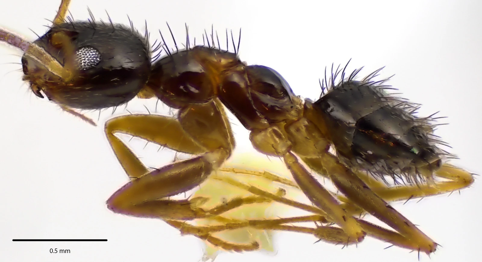 Nylanderia vividula, vista laterale (profilo)