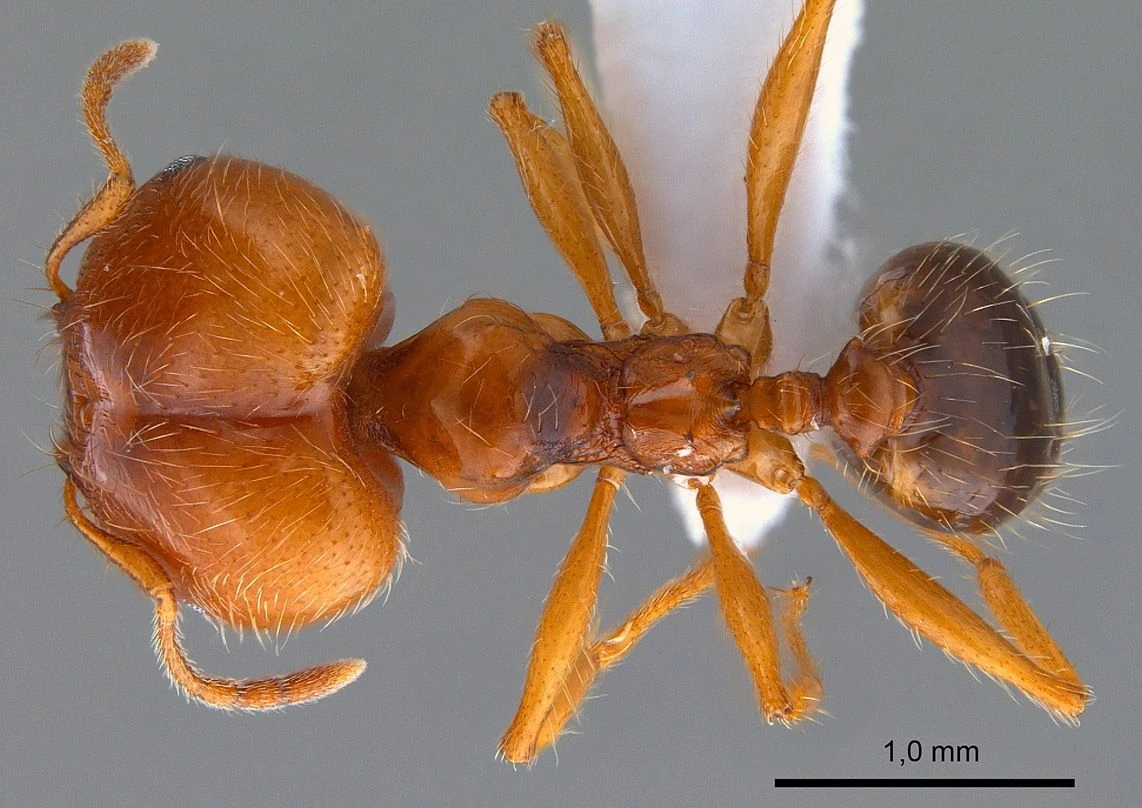 Pheidole pallidula, vista dorsale