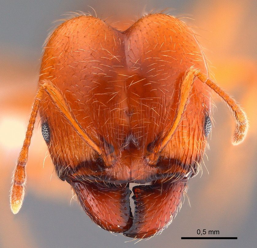 Pheidole pallidula