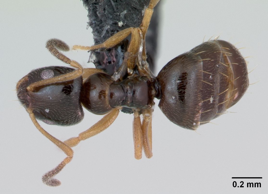 Plagiolepis pygmaea, vista dorsale