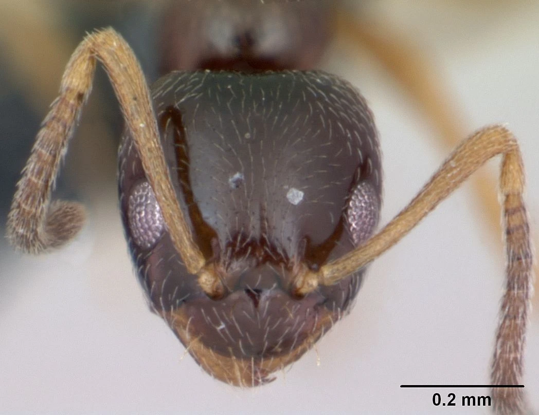 Plagiolepis pygmaea