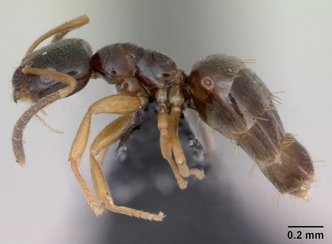 Plagiolepis pygmaea, vista laterale (profilo)