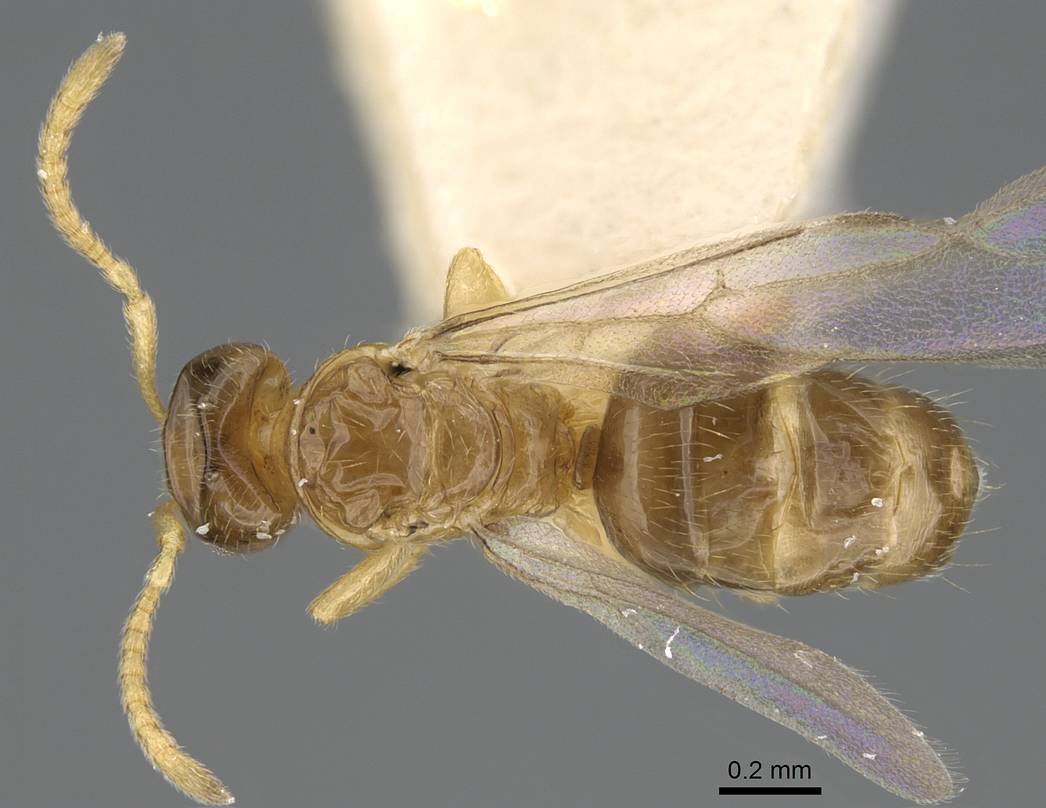 Plagiolepis xene, vista dorsale