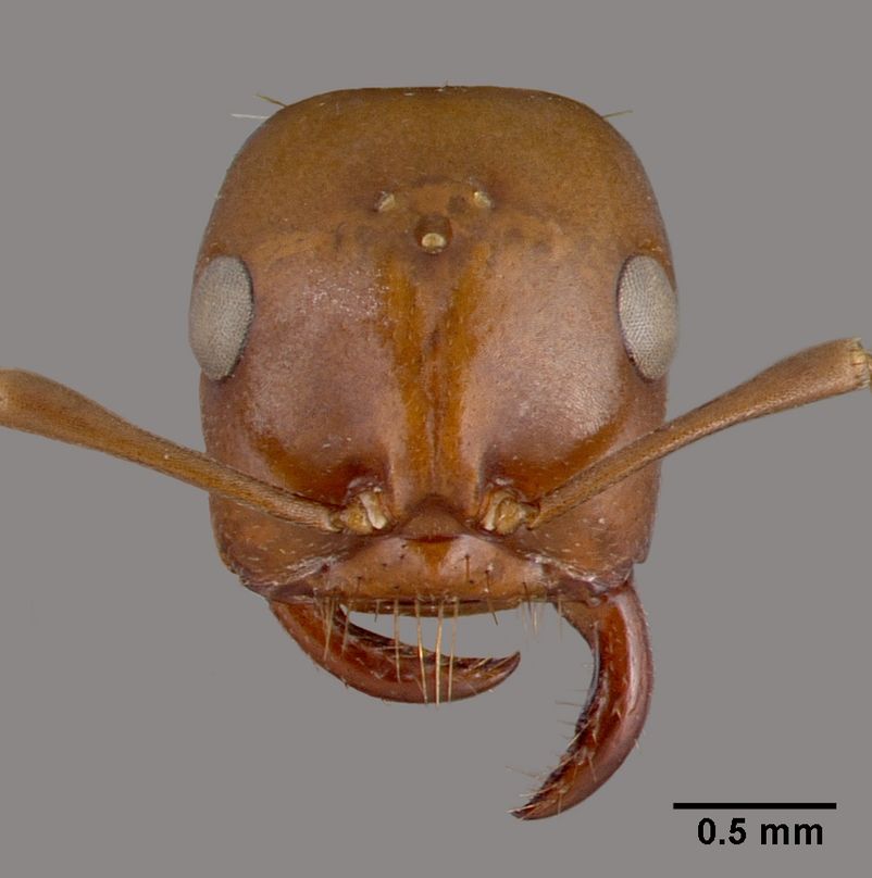 Polyergus rufescens