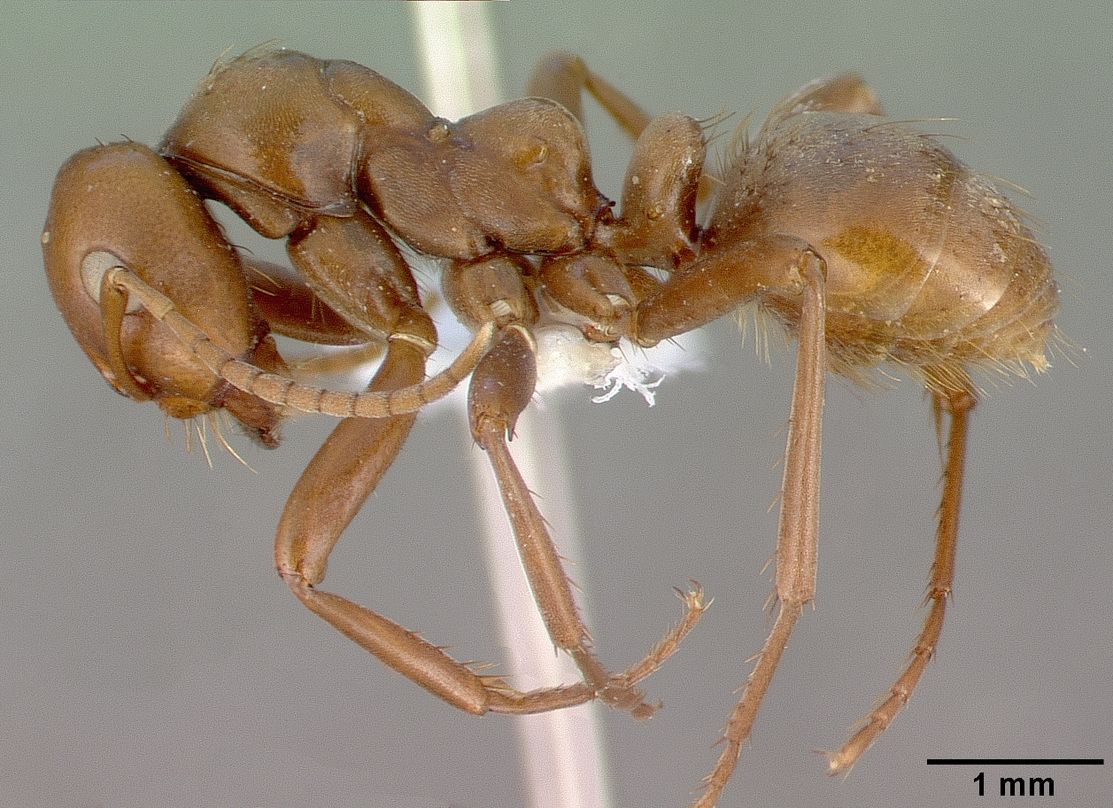 Polyergus rufescens, vista laterale (profilo)