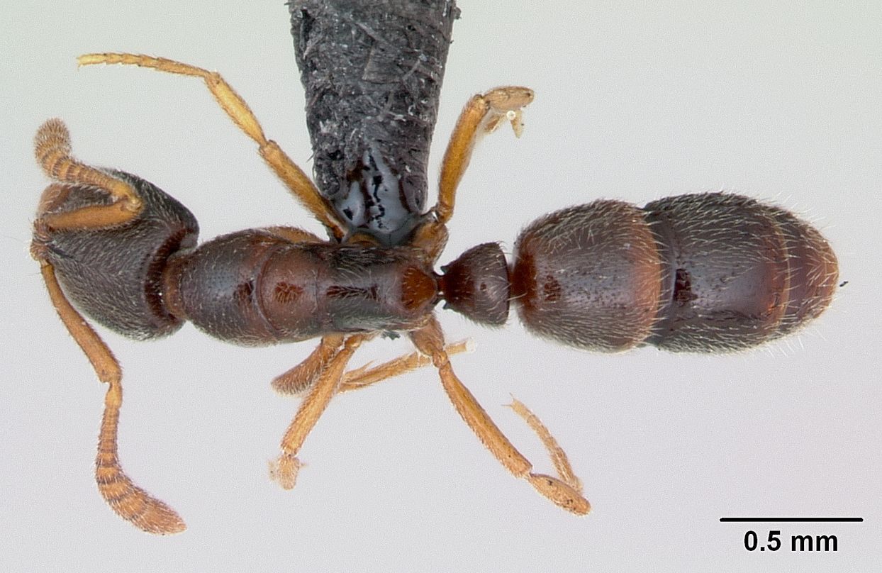 Ponera coarctata, vista dorsale
