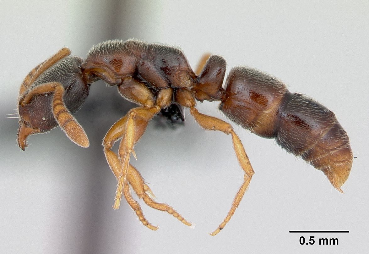 Ponera coarctata, vista laterale (profilo)