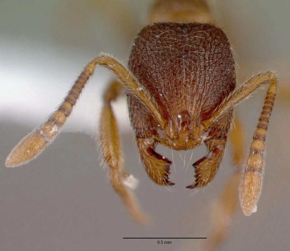 Stenamma debile