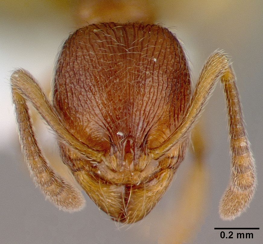 Stenamma striatulum